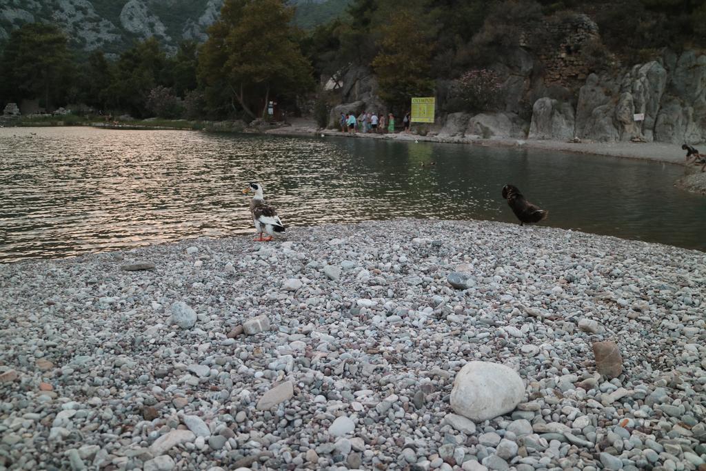 Chimera Pia Aparts Cirali Bagian luar foto