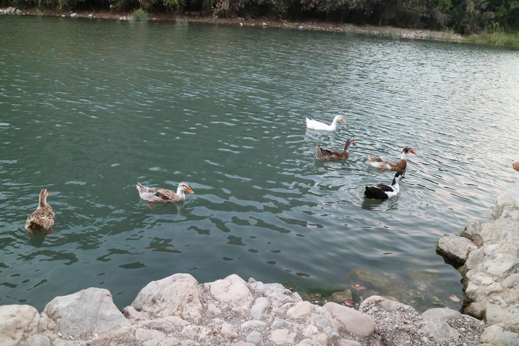 Chimera Pia Aparts Cirali Bagian luar foto